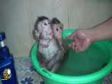 بچه میمون ها در حمام