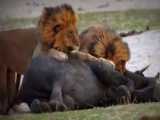 شکار بچه فیل توسط دو شیر گرسنه