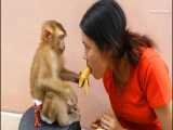 موز خوردن میمون بازیگوش