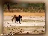 شکار بچه فیل توسط دوتا شیر