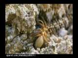 حیات وحش - افعی شاخدار دم عنکبوتی ایرانی