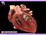 انیمیشنی درباره چگونگی باز و بسته شدن دریچه قلب