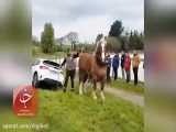 قدرت باورنکردنی اسب در بکسل کردن خودروی شاسی بلند