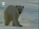 زندگی خرس قطبی بسیار جذاب و دیدنی