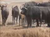 فیلم مستند شکارهای حیوانات حیات وحش افریقا