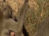 مسخره بازی شمپانزه های افریقایی منجر به حملات حیوانات درنده به حیات وحش افریقا