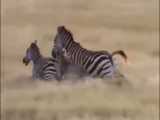 فیلم مستند شکارهای حیوانات درنده در حیات وحش افریقا