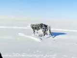گاوی در سیبری که سرپا یخ زد!