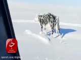 یخ زدن یک گاو در سرمای کشنده قزاقستان