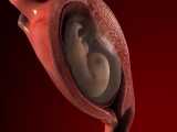 مراحل لقاح و شکل گیری جنین 