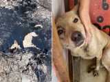 تلاش ستودنی مردم برای نجات سگ گرفتار در میان قیر