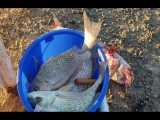 ماهی سنگسر نقره‌ای: Pomadasys argenteus