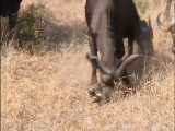 فیلم مستند جنگ و جدال شیرهای وحشی  و همه حیوانات حیات وحش افریقا