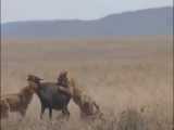 فیلم مستند شکار عجیب بوفالو توسط شیرهای حیات وحش افریقا