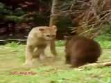 جدال بی نظیر بچه خرس و پوما
    پوما فرار کرد