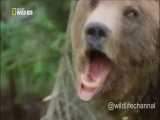 خرسهای وحشی گریزلی مستند حیات وحش بسیار جذاب و دیدنی