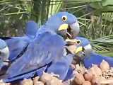ماکائو آبی سنبلی گونه ای تهدید شده از طوطی ها