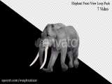 فوتیج موشن گرافیک لوپ حرکت فیل از نمای جلو