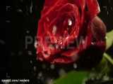 فوتیج اسلوموشن افتادن گل رز قرمز روی زمین خیس