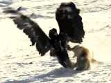 فیلم مستند شکارهای جالب و دیدنی عقاب  و حیوانات حیات وحش افریقا