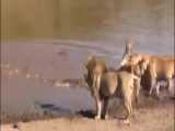 فیلم مستند شکارهای عجیب حیات وحش افریقا