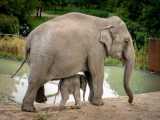 حقایق جالب و باورنکردنی درباره فیل ها