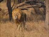 فیلم مستند کرگدن عصبانی و دیگر حیوانات حیات وحش افریقا
