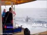 غافلگیری مسافران کشتی توسط نهنگ غول‌پیکر
