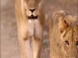 شکارهای تمساح  و جنگ شیرها و شیطنت میمونها در حیات وحش افریقا