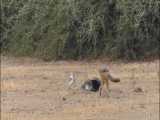 روباه مکار و دیگر حیوانات حیات وحش افریقا