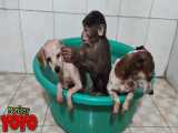حمام کردن میمون بامزه و سگ ها