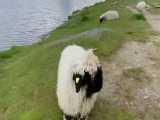 اینم گوسفندای جذاب صورت مشکی.