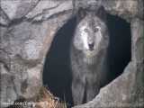 ویدیو زیبای از نمای خیلی نزدیک از  زوزه گرگ