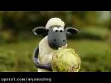 گوسفند زبل