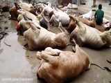 گاوهای ذبح شده در کراچی پاکستان