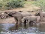 فیل ها در حال نوشیدن آب بودند که ناگهان....