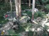 پانداها در باغ وحش