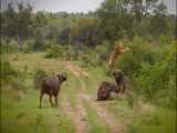 فیلم مستند شکار گورخرها در حیات وحش افریقا