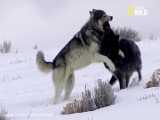 ویدئو ای از درگیری شدید دو گرگ با یک دیگر