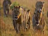 فیلم مستند شکارهای حیوانات درنده حیات وحش افریقا