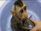 حمام کردن میمون کوچولوی بامزه