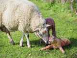 زایمان گوسفند تو دامداری روستامون