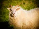 حقایق جالب و باورنکردنی درباره گوسفند ها