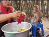 حمام کردن و بازی کردن میمون بازیگوش