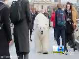 خرس قطبی در خیابانهای لندن