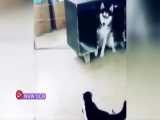 حمله گربه جسور به سگ ترسو