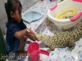 ببینید این دختربچه چطوری برای تمساح مسواک میزنه!