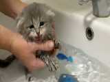 اولین حمام گربه کوچولوی بامزه
