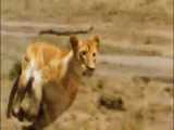 فیلم مستند شکارهای دیدنی حیات وحش افریقا