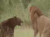 فیلم مستند شیرها و کفتارها و حیوانات درنده حیات وحش افریقا